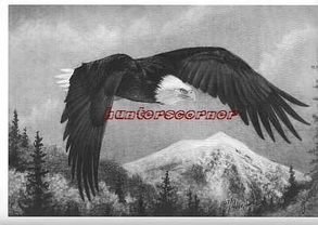Flying Eagle Print